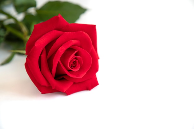 Una rosa rossa su sfondo bianco