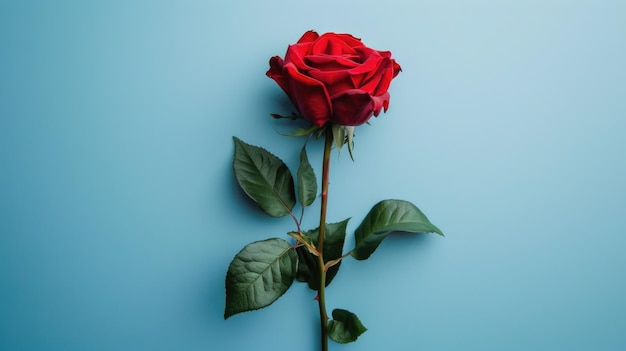 Una rosa rossa su uno sfondo blu, uno striscione romantico.