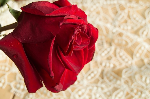 Una rosa rossa su uno sfondo di pizzo San Valentino sfondo giorno delle nozze