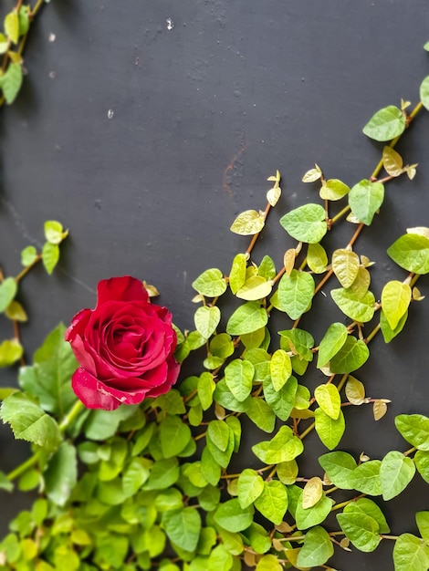 Una rosa rossa su uno sfondo scuro con foglie e una rosa rossa.