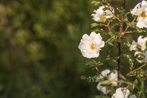 Una rosa sbocciante bianca nel giardino Bellissimo cespuglio di rose bianche che cresce su un letto di fiori nella soleggiata giornata estiva Sfondo floreale fantasia romanticismo Natura fresca spazio copia