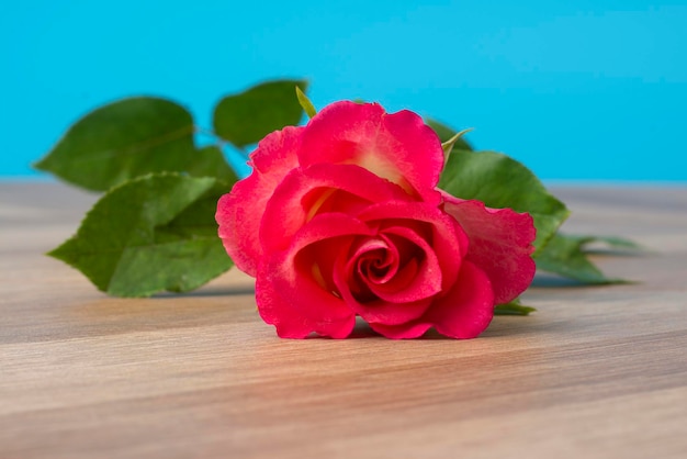 Una rosa scarlatta sullo spazio della copia del tavolo di legno per la sfocatura dello sfondo del testo