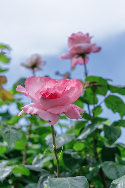 Una rosa sull'albero con il cielo blu sullo sfondo