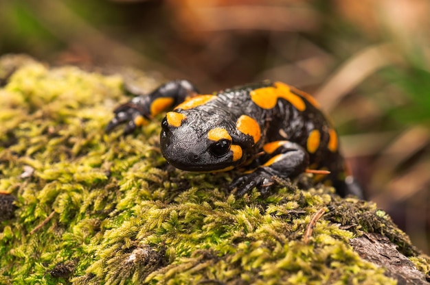 Una salamandra pezzata gialla nera nella foresta