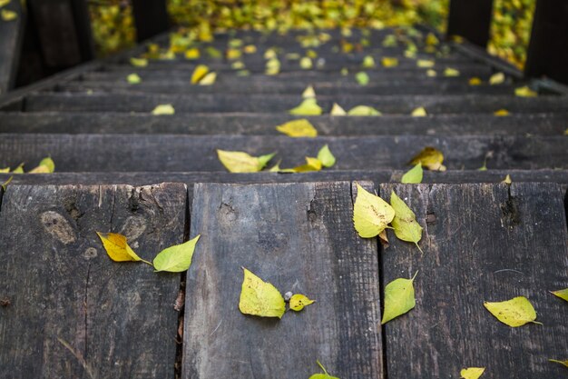 Una scala in legno con molte foglie di autunno gialle su di esso