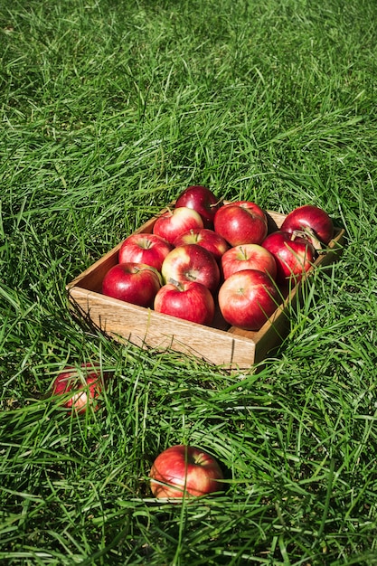 Una scatola di legno di mele rosse fresche sull'erba