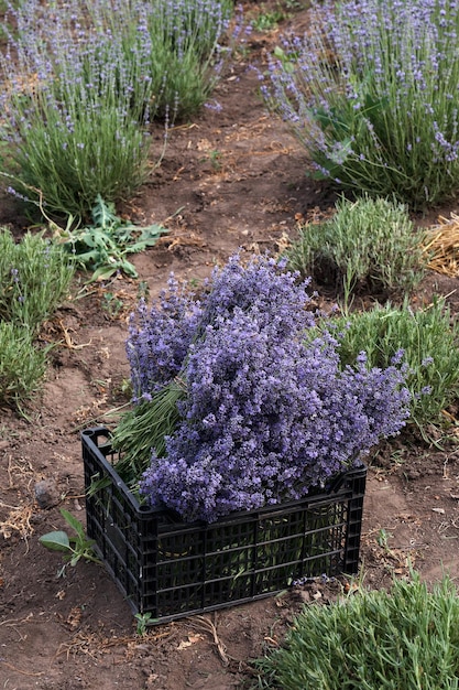 Una scatola nera con lavanda raccolta in un campo di lavanda Collezione di lavanda