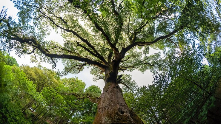 Una scena maestosa di un'alta quercia in una foresta lussureggiante