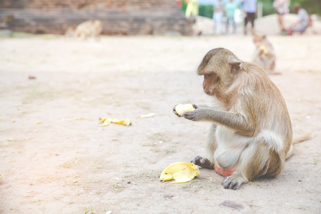 Una scimmia che mangia frutta in Tailandia.