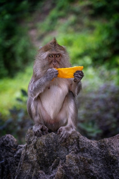 Una scimmia che mangia un pezzo di mango