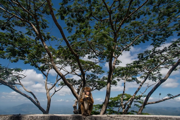 Una scimmia macaco seduta su una recinzione di pietra che mangia una banana sullo sfondo di un bel cielo blu e un grande albero verde