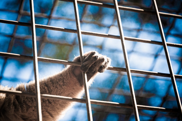 Una scimmia passa in una gabbia