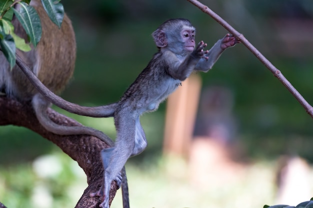 Una scimmia si arrampica su un ramo