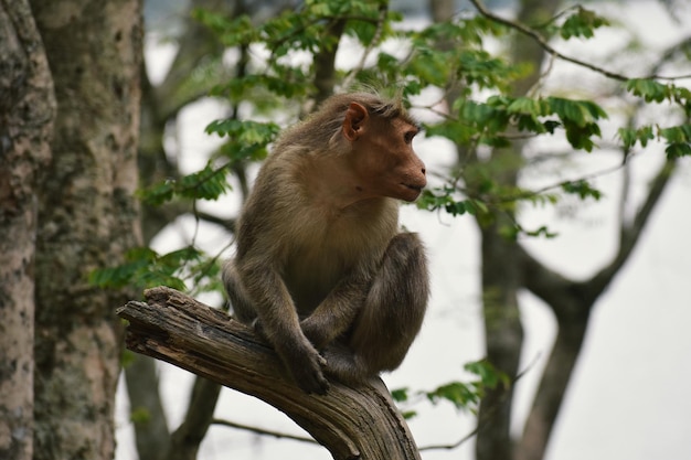 Una scimmia si siede su un ramo di un albero nella foresta.