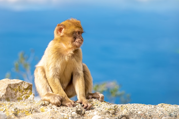 Una scimmia su una scogliera a guardare i dintorni, un cielo blu sullo sfondo