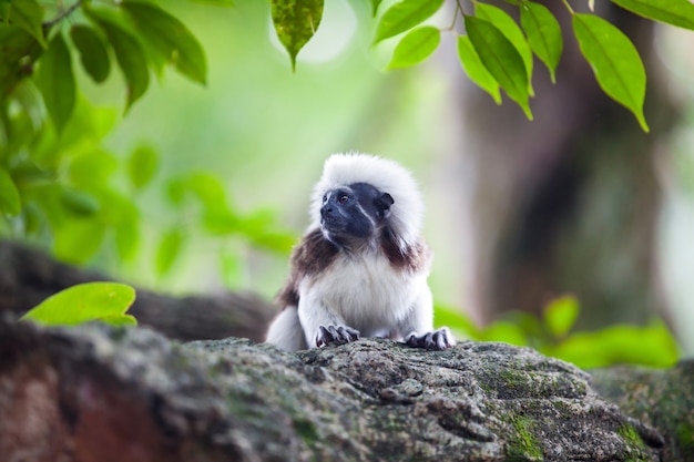 Una scimmia tamarin di cotone