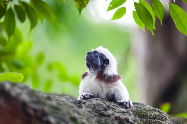 Una scimmia tamarin di cotone