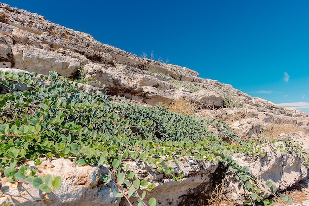 una scogliera rocciosa con un cielo blu e alcune piante su di essa