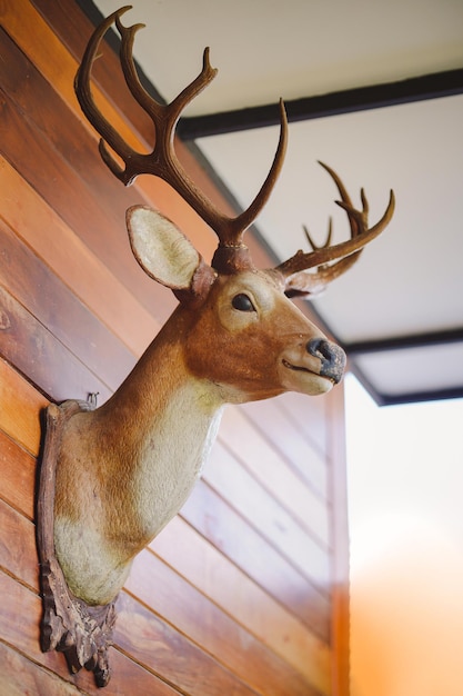 Una scultura della testa di un cervo marrone è decorata sul muro della casa in legno per la bellezza