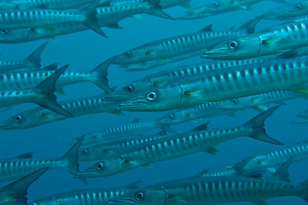 Una scuola di pesce barracuda da vicino nel mare blu profondo