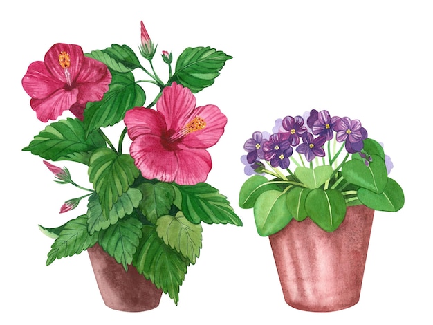 Una serie di fiori da interno Ibisco viola e rosa in un vaso Tutti gli elementi sono dipinti a mano in acquerello