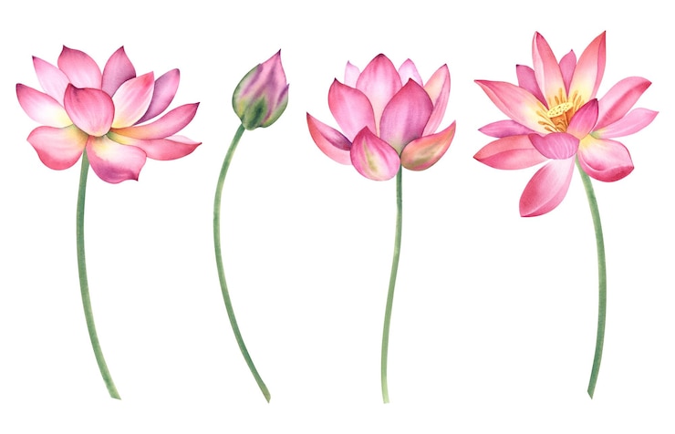 Foto una serie di fiori di loto rosa su uno sfondo isolato l'illustrazione ad acquerello è disegnata a mano delicate ninette per il design spa zen clipart per la stampa di cartoline