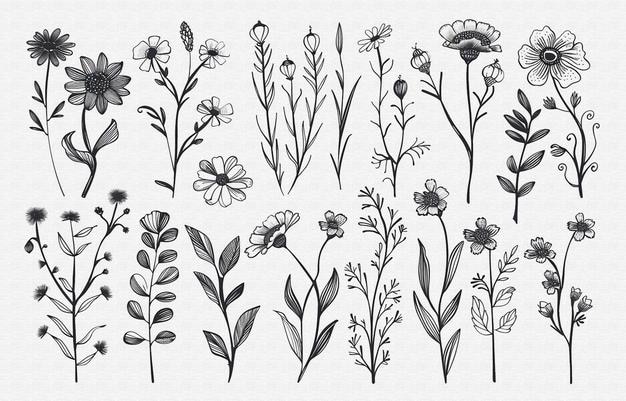 una serie di fiori e foglie diverse