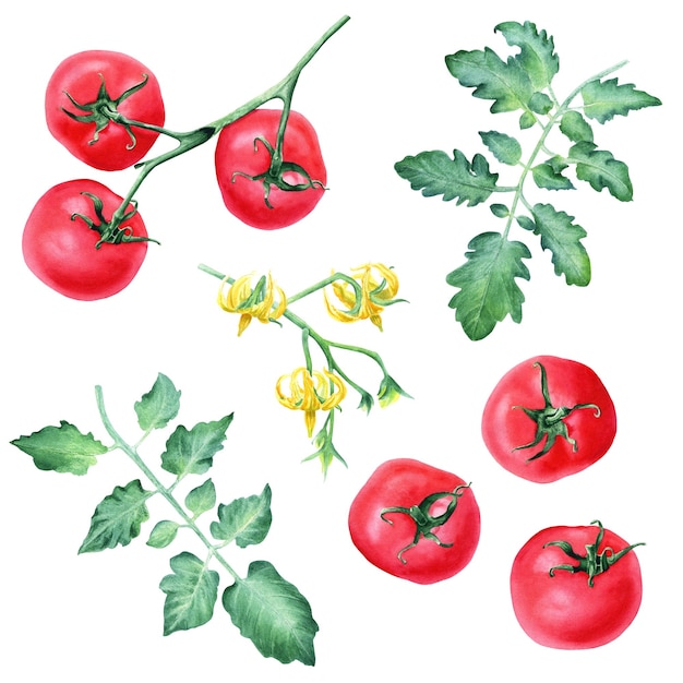 Una serie di foglie di pomodoro e fiori gialli Illustrazione ad acquerello botanico disegnata a mano isolata su sfondo bianco per schede clip art menu etichetta