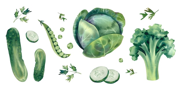 Una serie di verdure verdi Broccoli cetriolo cavolo piselli e prezzemolo Illustrazione ad acquerello disegnata a mano in stile schizzo evidenziata su uno sfondo bianco