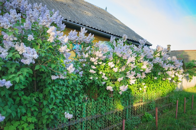 Una siepe di cespugli di lillà in fiore