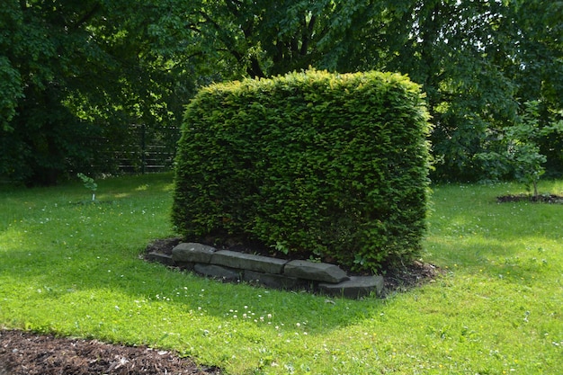 Una siepe su un campo erboso in un parco in una giornata di sole