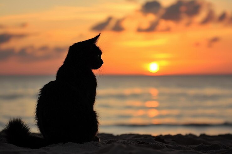 Una silhouette serena di un gatto che guarda il tramonto sulla spiaggia tranquilla