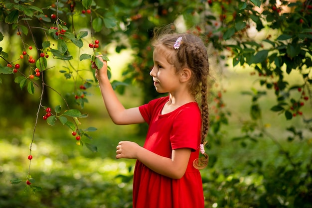 Una simpatica bimba di 6 anni raccoglie le ciliegie in giardino al tramonto Prodotti Summer Ecofriendly