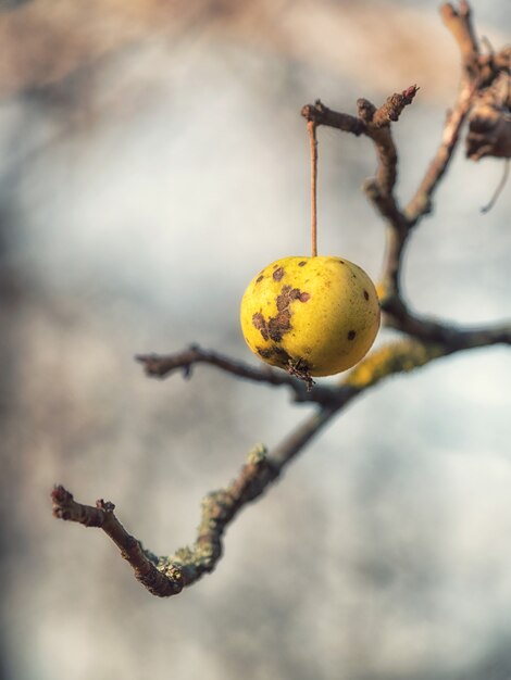 Una singola brutta mela appesa all'albero all'inizio dell'inverno.