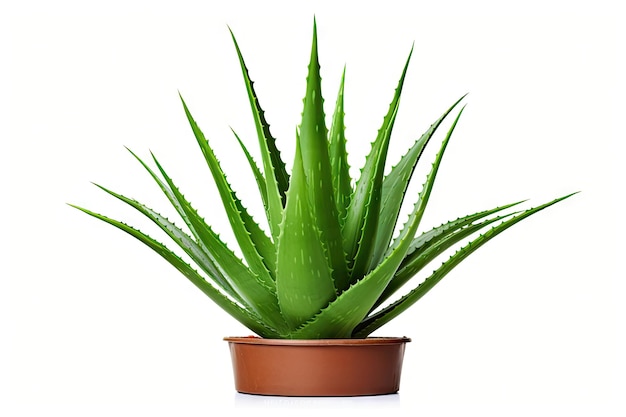 Una singola pianta di Aloe vera isolata con uno sfondo bianco e un tracciato di ritaglio