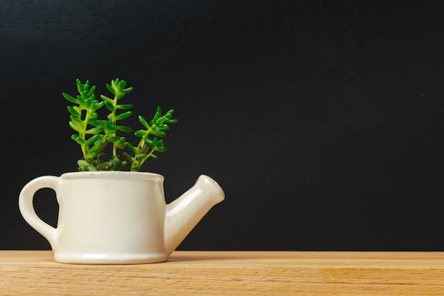 Una singola pianta succulenta in vaso