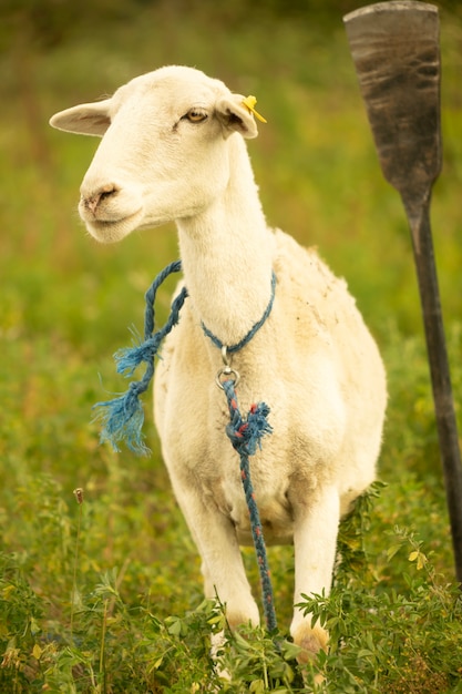 Una sola pecora legata in un campo