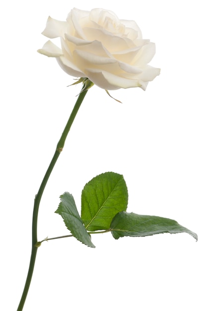 Una sola rosa bianca in piedi davanti a uno sfondo bianco