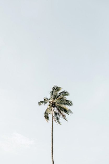 Una solitaria palma da cocco esotica tropicale contro il grande cielo blu. Neutro. Estate e concetto di viaggio a Phuket