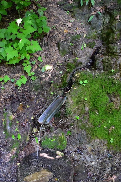 Una sorgente con acqua di sorgente pulita scorre nell'erba per bere