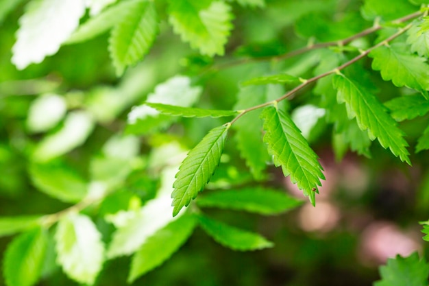 Una specie dell'albero di Zelkova Zelkova serrata keyaki zelkova giapponese Kinme keyaki Giovani foglie gialle verdi in primavera