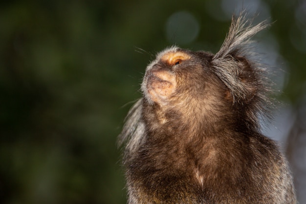 Una specie di scimmia molto popolare in Brasile conosciuta come stella &quot;mico&quot;