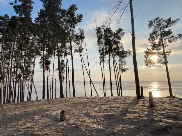 Una spiaggia con alberi e il sole che splende attraverso gli alberi