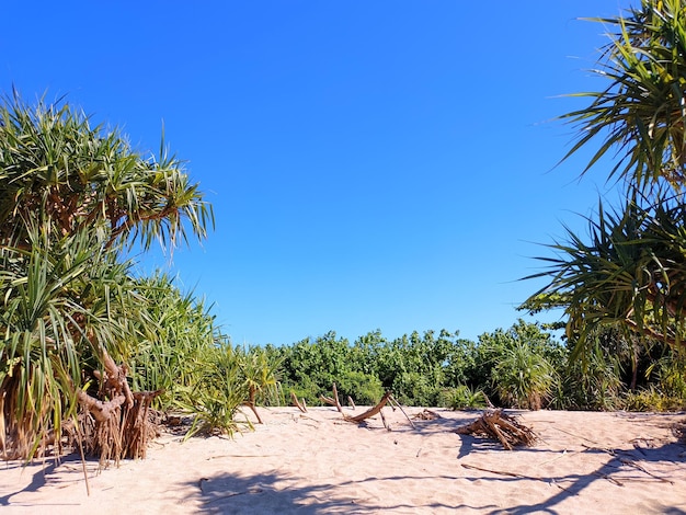 Una spiaggia con palme e un cielo blu