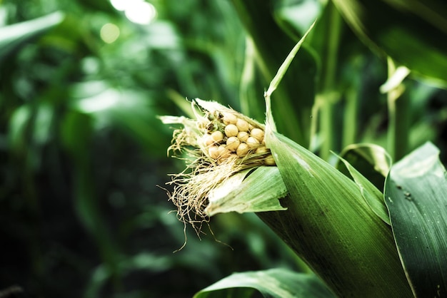 Una spiga di grano gialla matura in un campo di grano 1