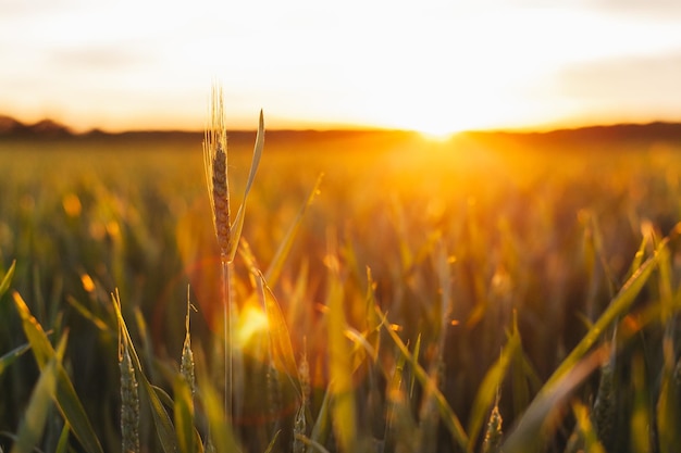 Una spiga di grano nel campo su uno sfondo di tramonto estivo con bokeh