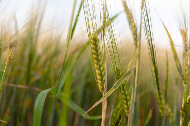 Una spiga di segale o di grano nel campo. prato di segale che si muove sul vento, primo piano, fuoco selettivo.