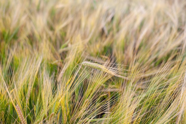 Una spiga di segale o di grano nel prato di segale che si muove nel vento