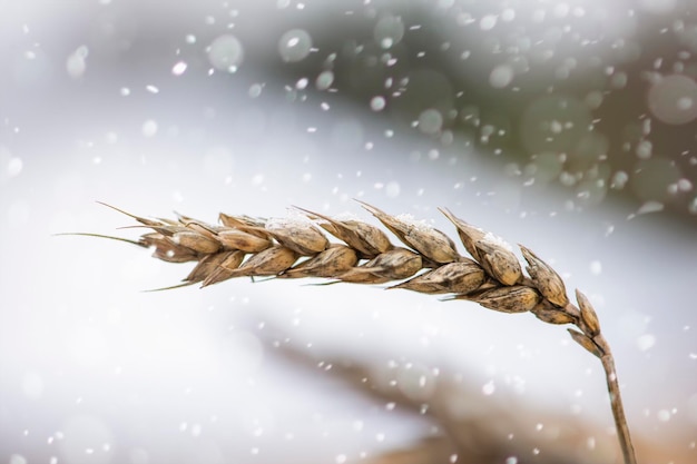 Una spighetta di grano è ricoperta di neve e ghiaccio Grano e grano non raccoltiCereali di grano ricoperti di neve nel campo Prima neve