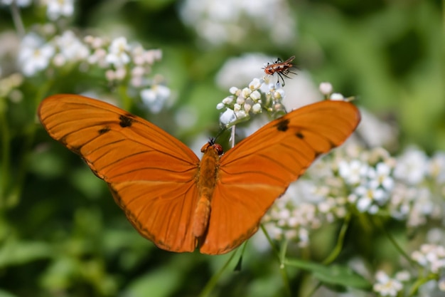 Una splendida farfalla Julia che mostra i suoi colori vivaci con le ali spalancate